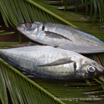 Mackerel à poissons de poisson rond entières surgelées de haute qualité